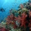 Marine, Sea life, Coral, Diver
