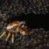Marine, Sea life, Crab