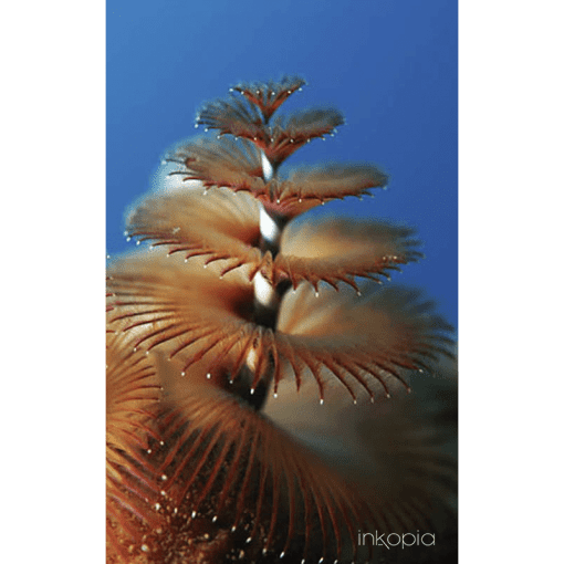 Marine, Sea life, Coral