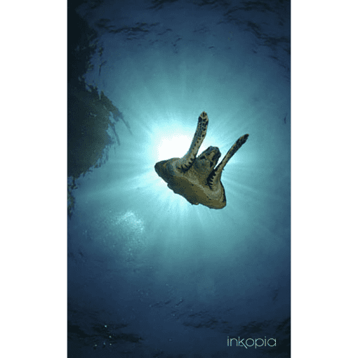Marine, Sea life, Turtle