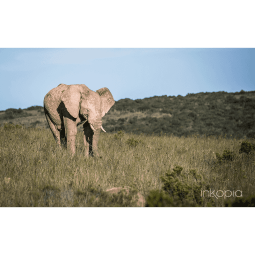 Animal, Elephant, Safari