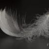 Monochrome, Abstract, Feather