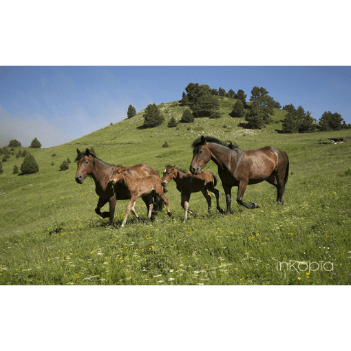 Animals, Horses, Countryside