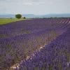 Scenery, Field, Countryside, Lavender