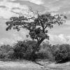 Monochrome, Nature, Tree, Desert