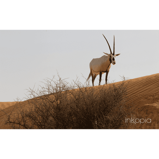 Animal, Oryx, Desert,
