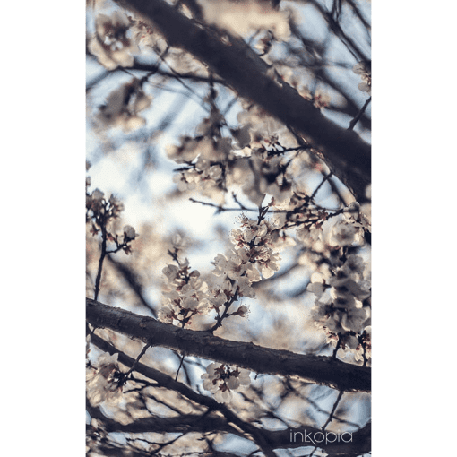 Floral, Flowers, Tree