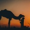 Animal, People, Camel, Sunset