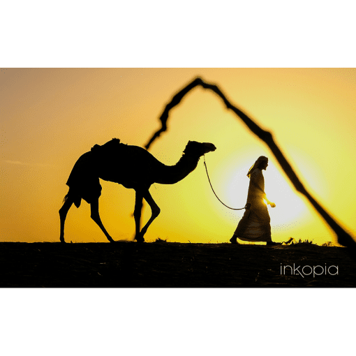 Animals, Camel, Sunset