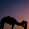 Animal, People, Camel, Sunset