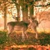 Animal, Deer, Forest, Animals, Trees