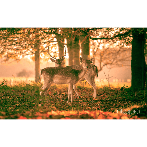 Animal, Deer, Forest, Animals, Trees