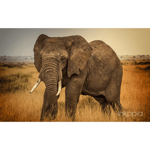 Animal, Elephant