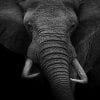 Animal, Monochrome, Elephant