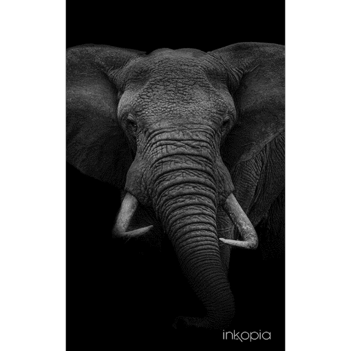 Animal, Monochrome, Elephant