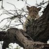 Animal, Leopard, Tree