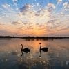 Animals, Swan, Sunset, Reflections