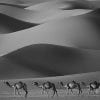 Animals, Monochrome, Camels, Desert, Sand dunes