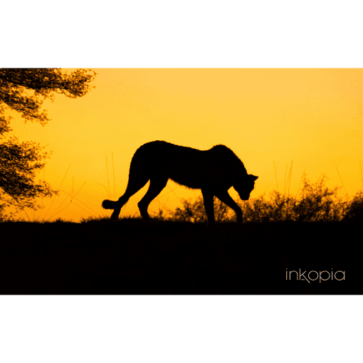 Animal, Hyena, Sunset