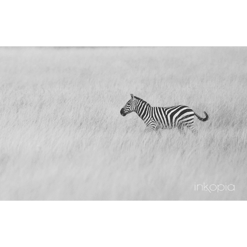 Animal, Monochrome, Zebra, Safari