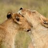 Animal, Lions, Safari
