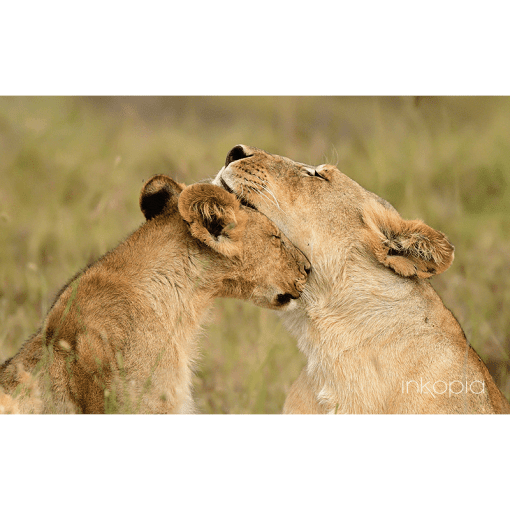 Animal, Lions, Safari