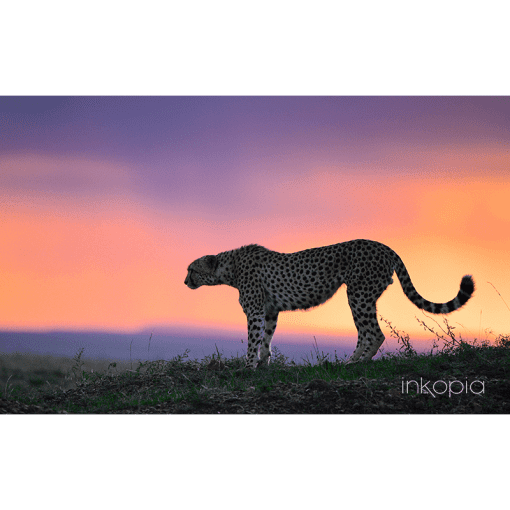 Animal, Cheetah, Safari, Sunset