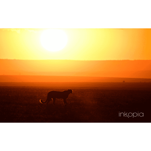 Animal, Leopard, Safari, Sunset