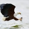 Animal, African fish eagle, Eagle, Bird of prey, Safari