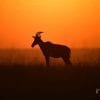 Animal, Antelope, Animal, Sunset, Africa, Safari