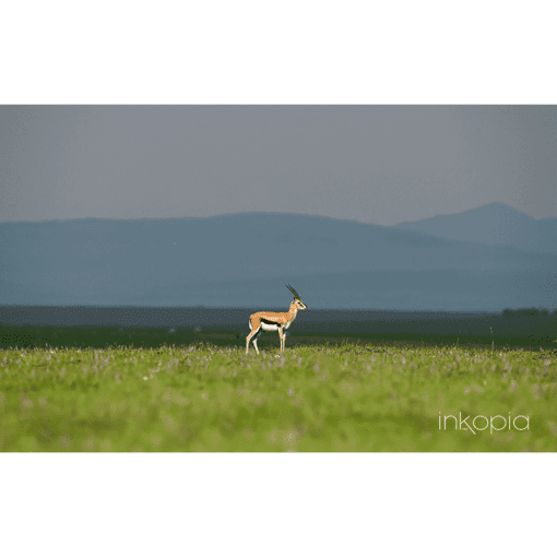 Animal, Antelope, Animal, Sunset, Africa, Safari