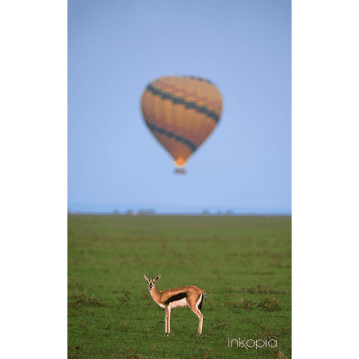 Travel, Animal, Antelope, Hot air balloon, Safari