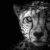 Limited Edition, Animal, Monochrome, Cheetah