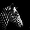 Limited Edition, Animal, Zebra