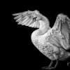 Animal, Bird, Swan