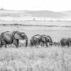 Animal, Elephant, Monochrome