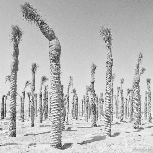 Monochrome, Nature, Palm Trees, Desert