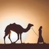 Animal, Desert, Camel, Desert, Sunset