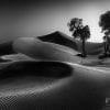 Nature, Monochrome, Desert, Tree, Dunes, Sand dunes, Limited Edition