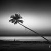 Nature, Monochrome, Beach, Tree, Sand, Silhouette, Limited Edition