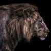 Animal, Lion 