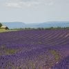 Nature, Lavender, Field, Panoramic