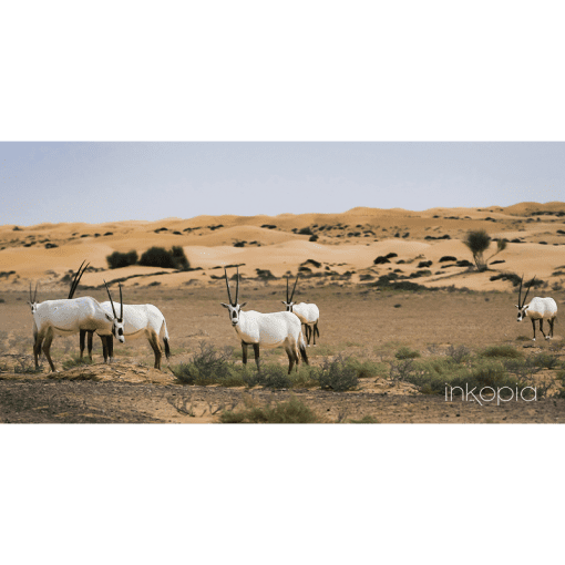 Animal, Oryx, Desert