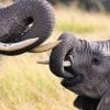 Animal, Elephants