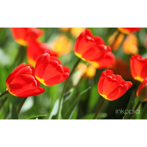Floral, Tulips