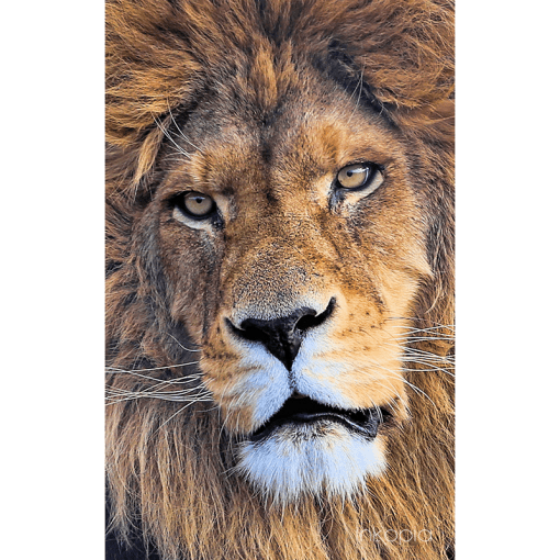 Animal, Lion