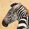 Animal, Zebra