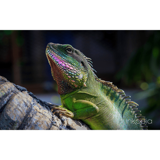 Animal, Green, Pink, Iguana, Lizard
