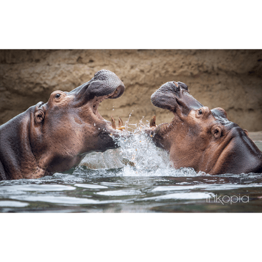Animal, Hippos