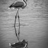 Animal, Monochrome, Bird, Flamingo